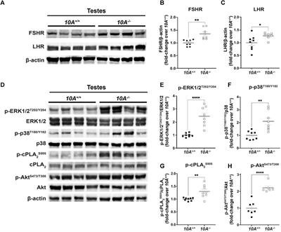 ATP10A deficiency results in male-specific infertility in mice